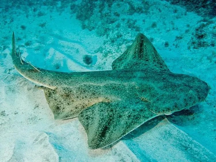 Vista de Angelote en el fondo del mar haciendo buceo en Gran Canaria