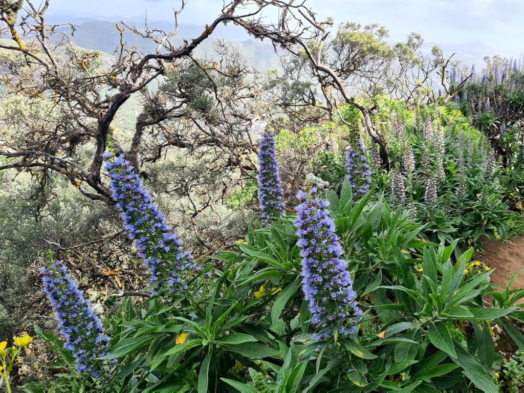 Vista de la ruta del Tajinaste en Flor, una de las mejores rutas en Gran Canaria