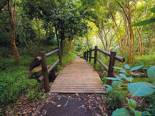Vista del parque natural de los Tilos de Moya, en Gran Canaria