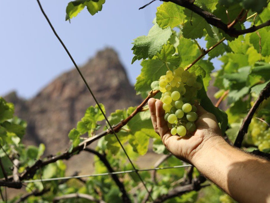 Uvas para hacer vino en Agaete