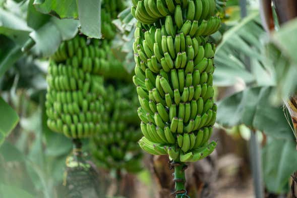 Visita guiada por el Mundo del Plátano