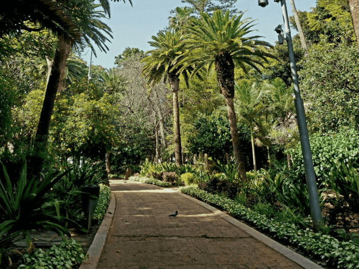 Vista de palmeras en el Parque García Sanabria en Santa Cruz de Tenerife