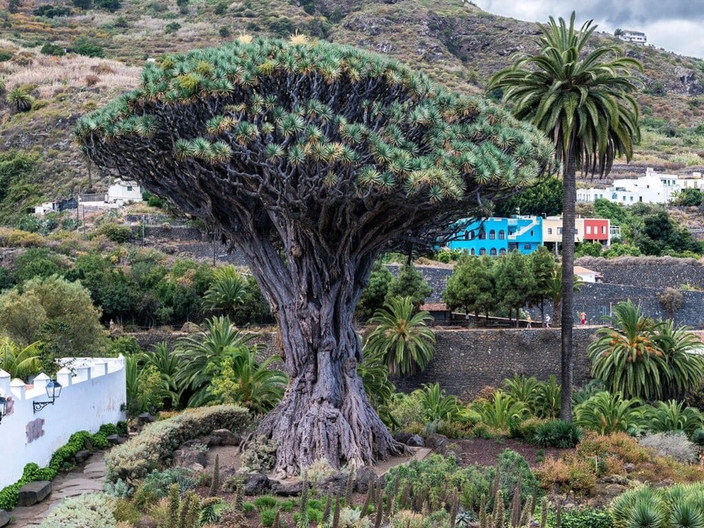 vista del drago milenario en el pueblo de Icod de Los Vinos