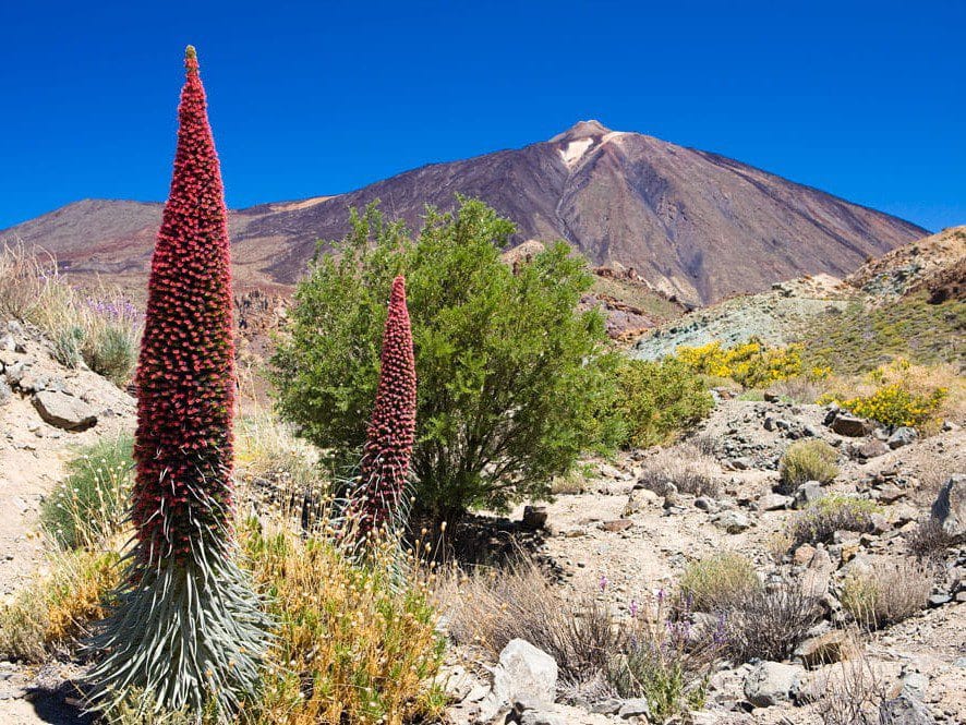 Vista de tajinastes en el parque nacional del Teide, en Tenerife