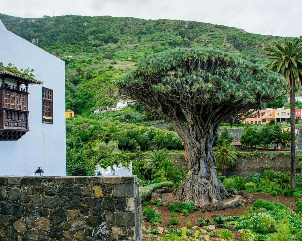 Vista del drago en Icod de Los Vinos, uno de los mejores lugares que visitar en la isla de Tenerife