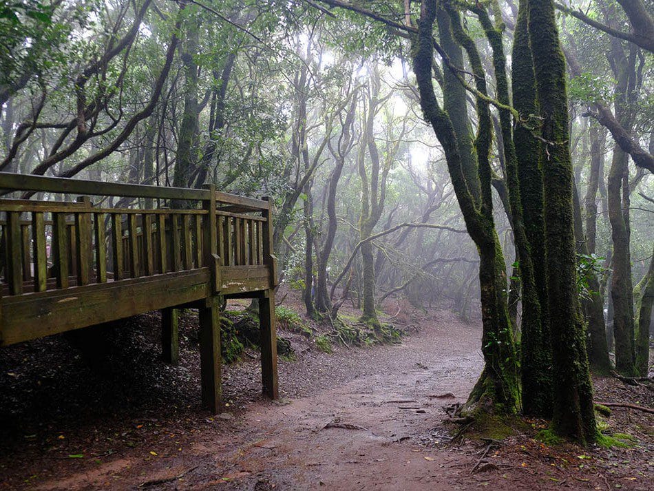 Vista del parque rural de Anaga, una de las cosas que ver y hacer en Tenerife
