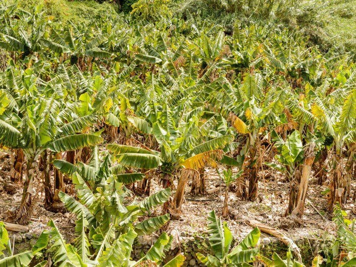 Vista de plantaciones de platanos en el pueblo de Hermigua