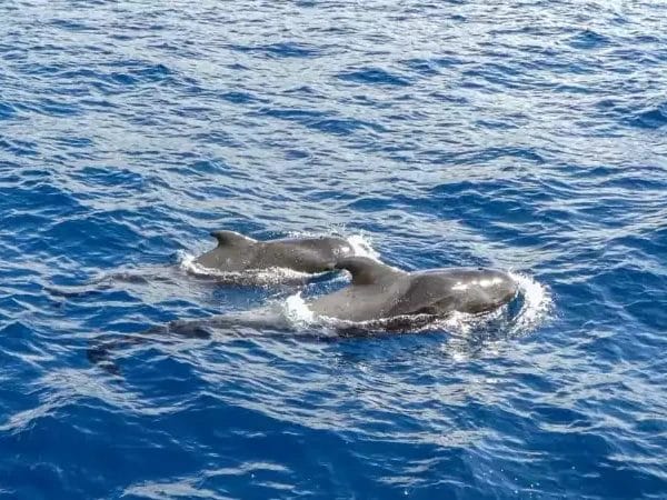 Avistamiento de Cetáceos, una de las 15 mejores cosas que ver y hacer en la isla de El Hierro