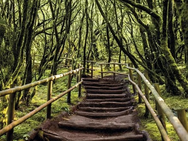 Vista de Bosque de laurisilva en la isla de La Gomera