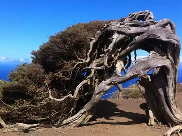 Vista de el Árbol Emblemático de El Hierro, es una de las 15 mejores cosas que ver y hacer en la isla