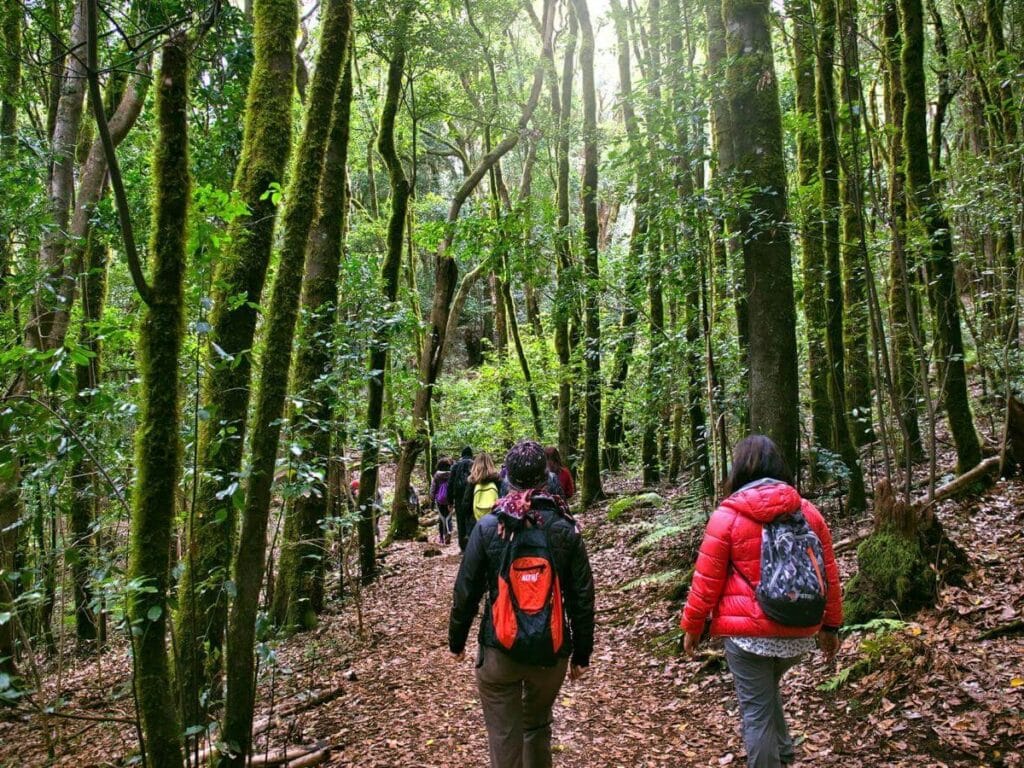 Vista de uno de los mejores senderos en el parque Nacional de Garajonay