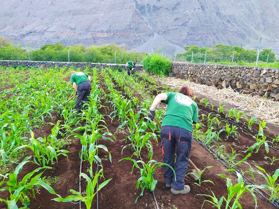Agricultura en la isla de El Hierro