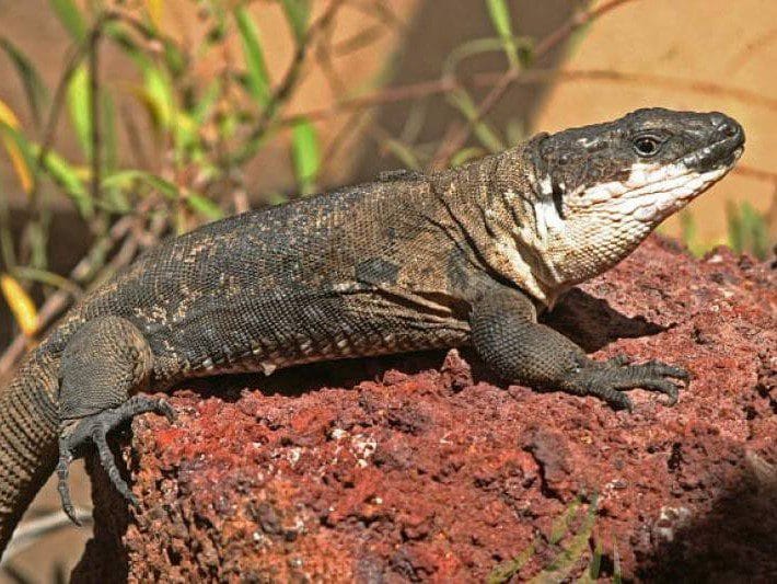 Lagarto gigante de El Hierro