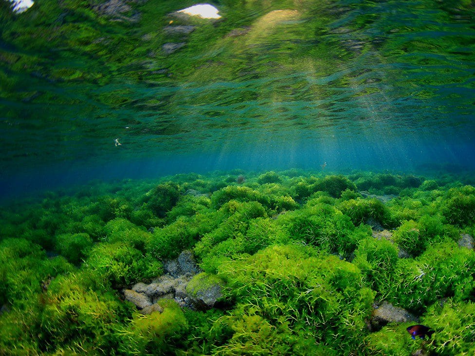ALgas en las Islas Canarias