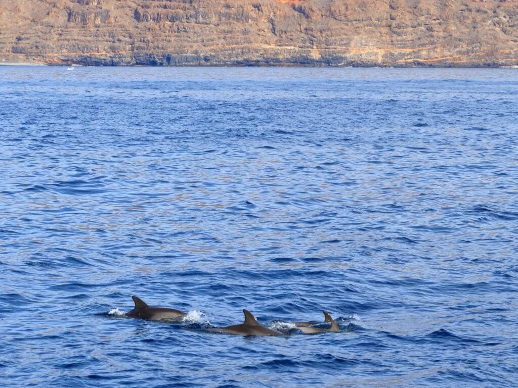 Cetaceos