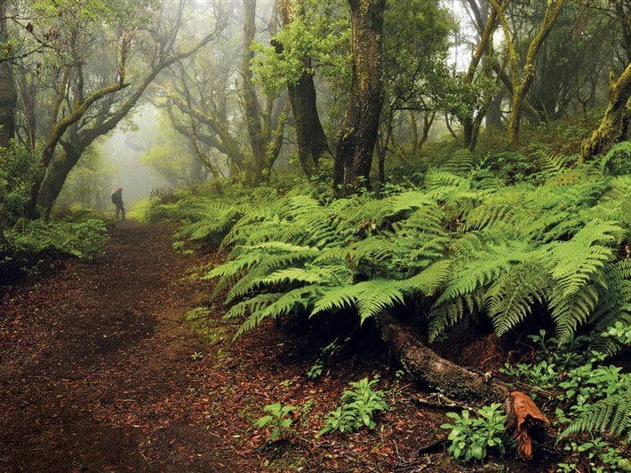 Bosques de Laurisilva en la isla de El Hierro