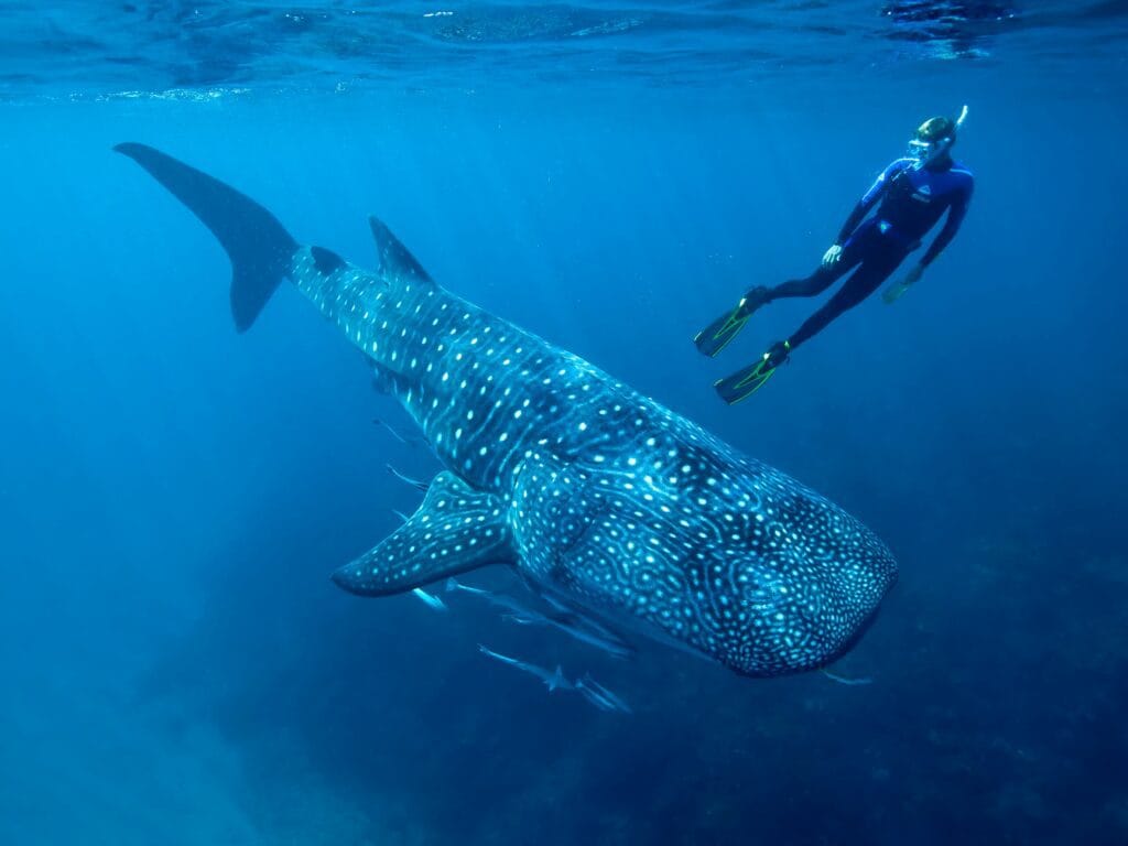 Buceo