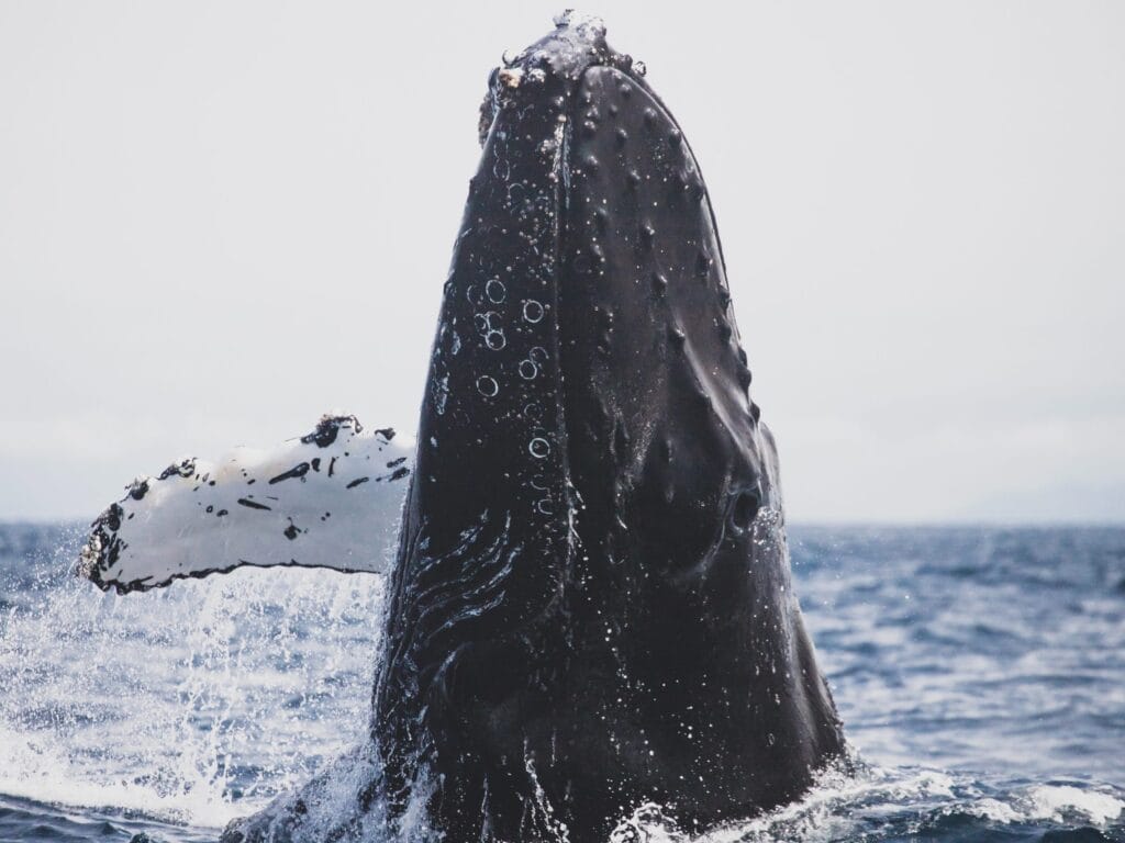 Cetaceos en El Hierro