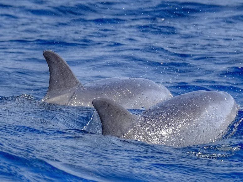 Avistamiento de Cetaceos