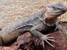 Lagarteo gigante