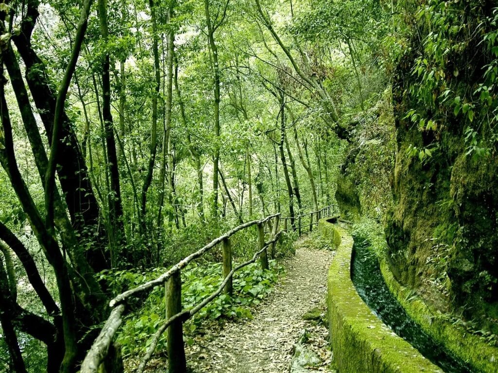 Bosque Los Tilos
