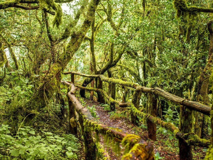 Vista del Parque Nacional de Garajonay en la isla de La Gomera