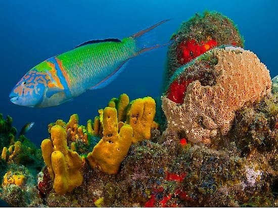 Snorkel en La Palma