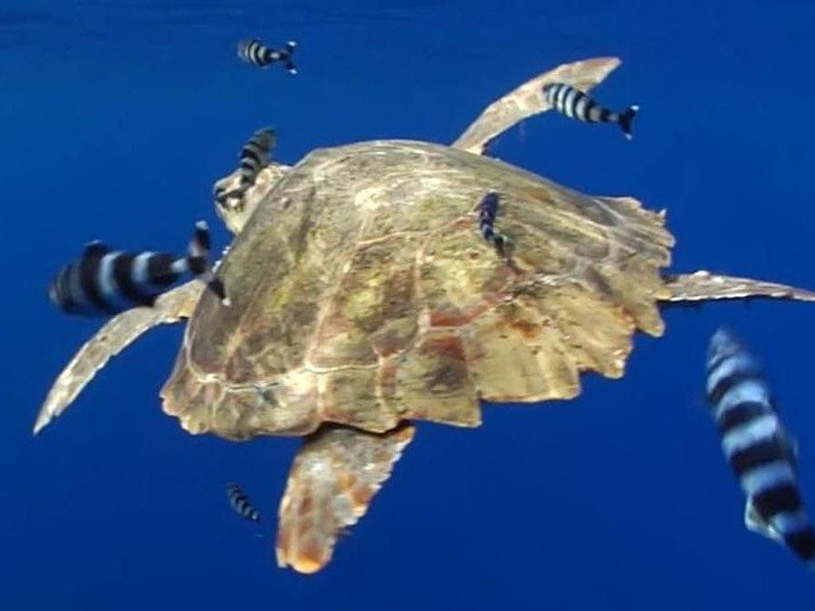 Tortuga islas canarias