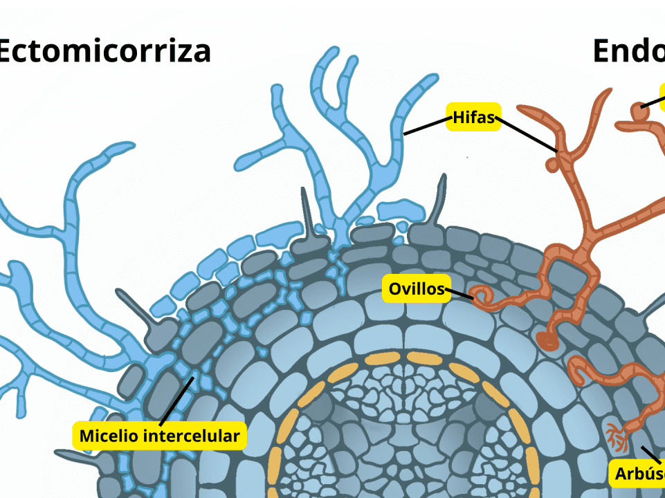 VIsta de Ectomicorrizas y endomicorrizas