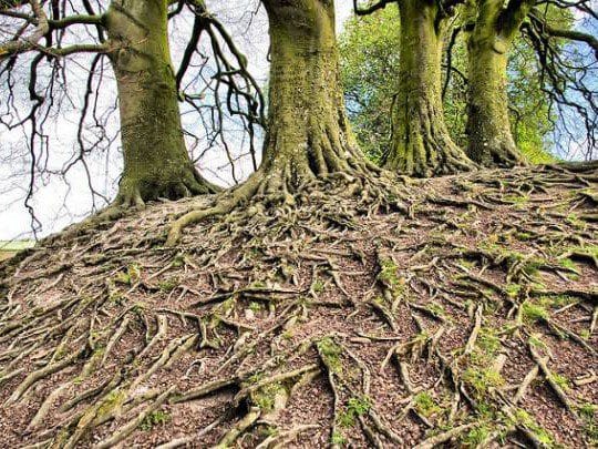 Wood wide web, como los arboles se comunican entre si