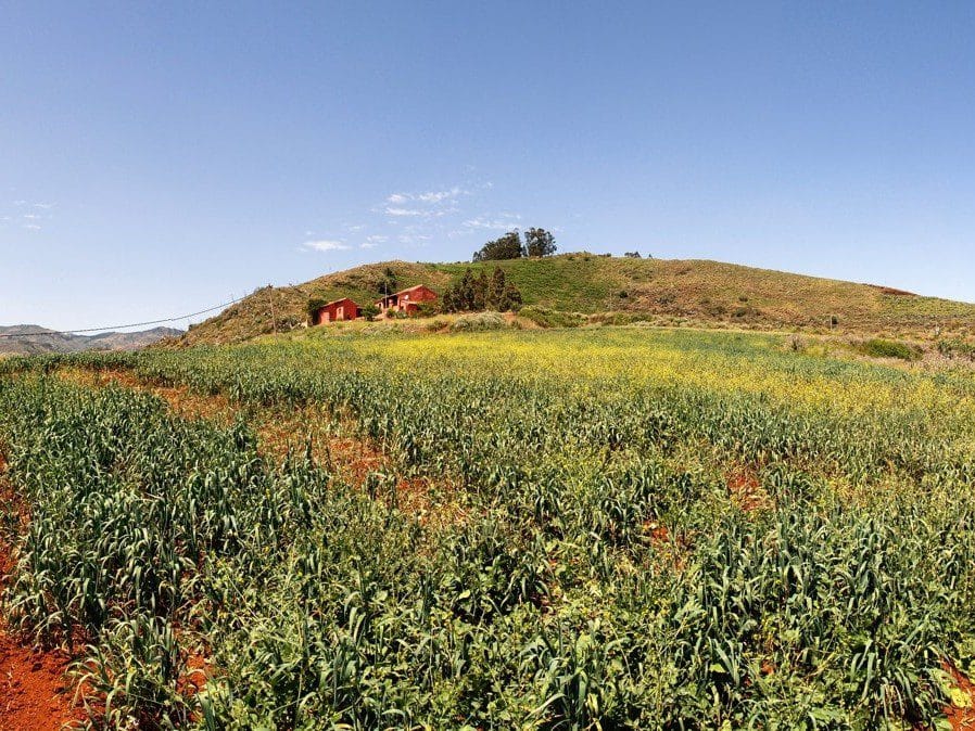 Vistas de la Caldera de Pino Santo, una de las rutas de senderismo con niños en Gran Canaria