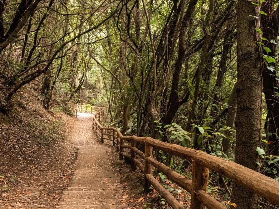 Vista del sendero de los Guardianes Centenarios en Tenerife