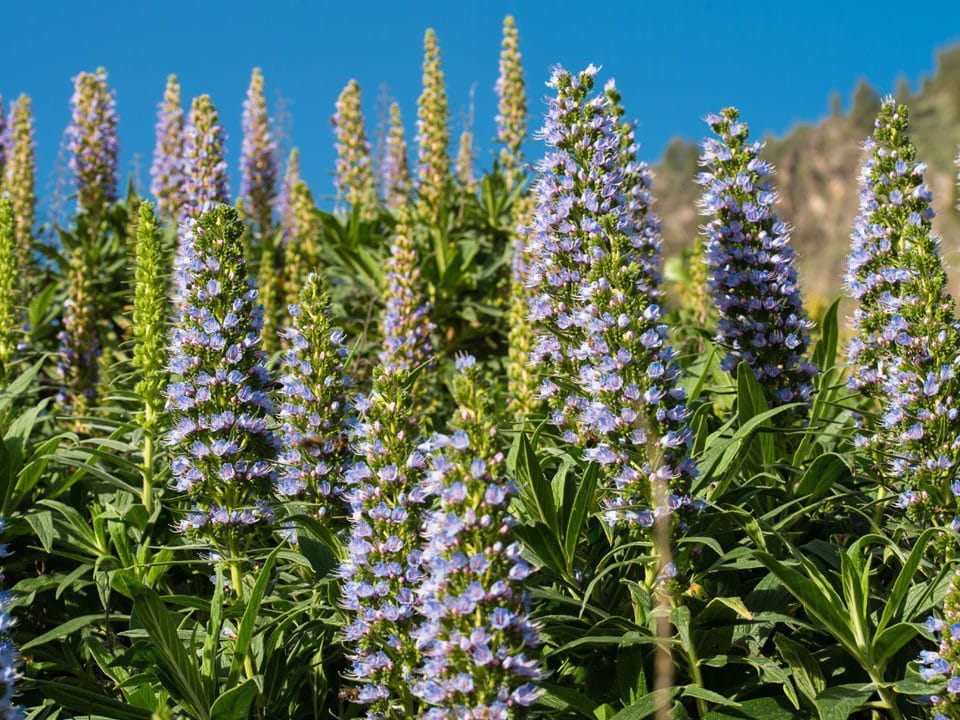 Vista de Tajinaste Azul, una de las rutas de senderismo que hacer con niños en Gran Canaria