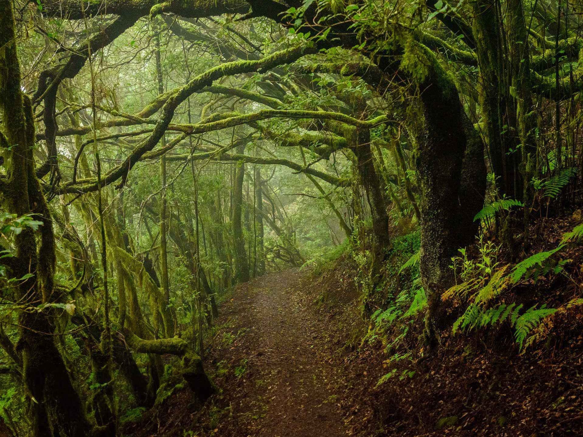 Vista del Sendero de Los Enigmas , una de las mejores rutas de senderismo en Tenerife