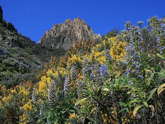 Vista de Tajinaste Azul, una de las rutas de senderismo que hacer con niños en Gran Canaria