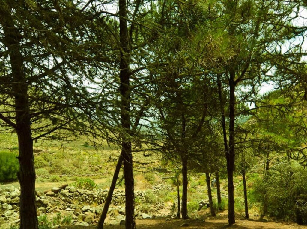 Vista de vegetacion en la ruta de senderismo de Haria-Bosquecillo en Lanzarote