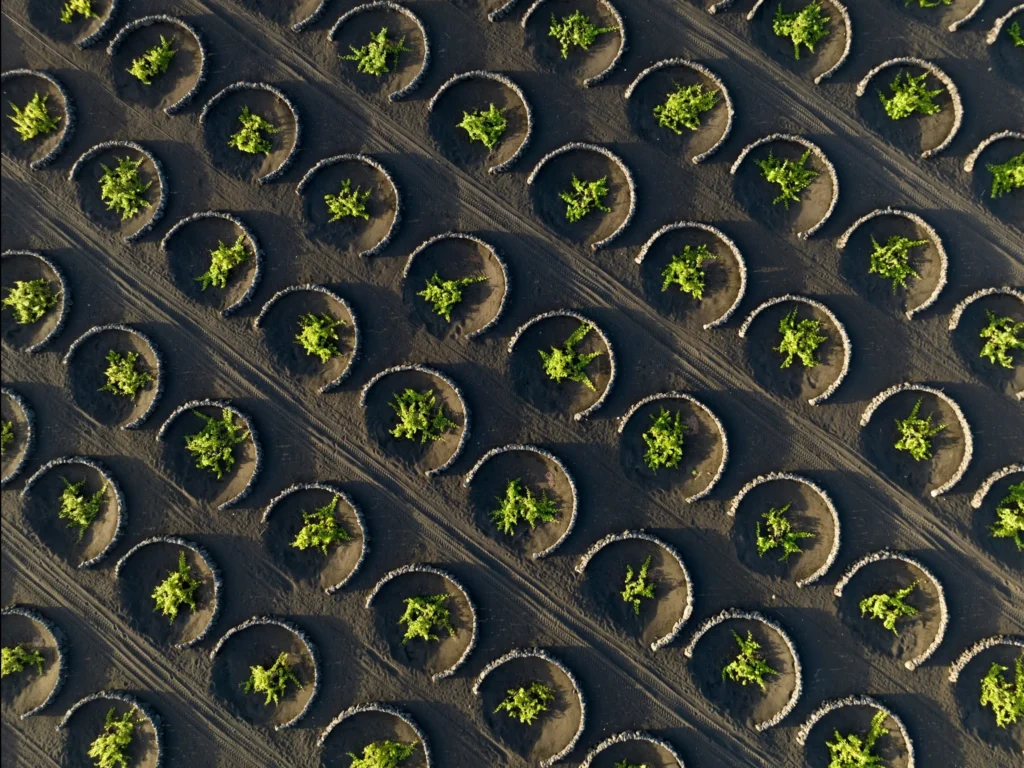 Vista aérea de la zona de La Geria en lanzarote