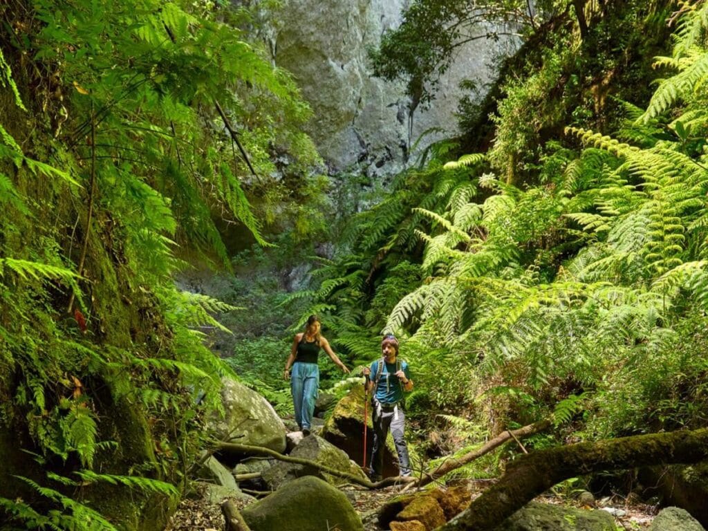 Vista del Bosque de los Tilos, una de las mejores cosas que ver en La Palma