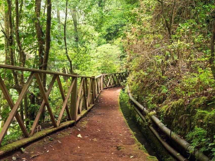 Vista del bosque de Los Tilos en La Palma