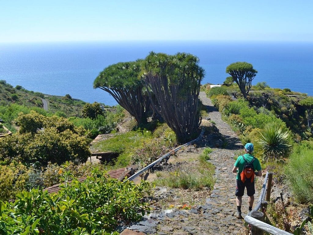 Vista de La Ruta de Las Tricias, una de las mejores rutas de senderismo de La Palma