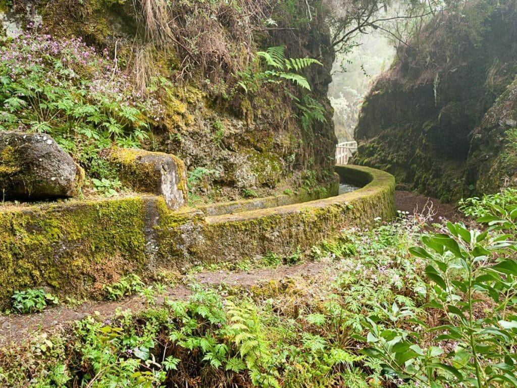 Vista de la ruta de senderismo en los Nacientes de Marcos y Cordero, una de las mejores de la Palma