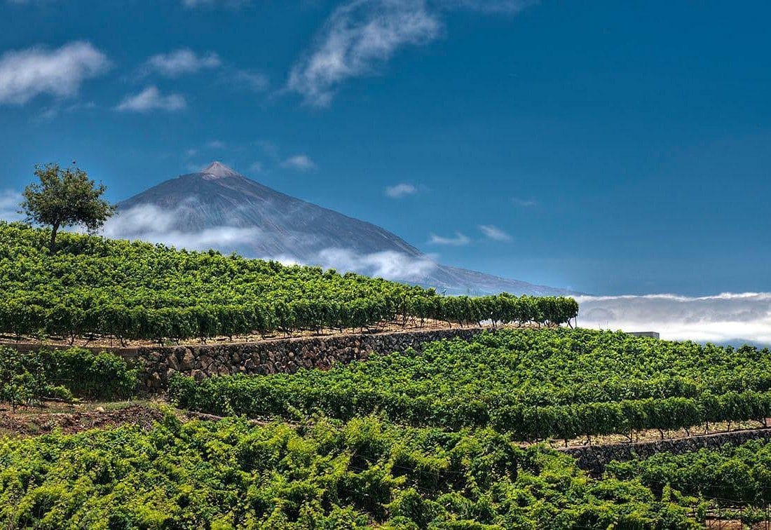 Vista de Visita a las Bodegas Monje con cata de vinos y taller de salsa mojo, una de las mejores actividades que hacer en Tenerife