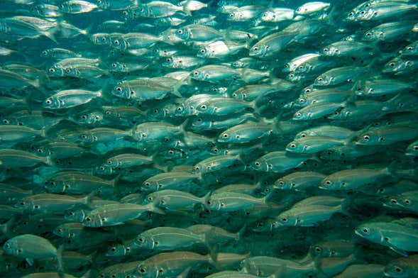 Vista de Bautismo de buceo en Puerto del Carmen, una de las mejores actividades que hacer en Lanzarote