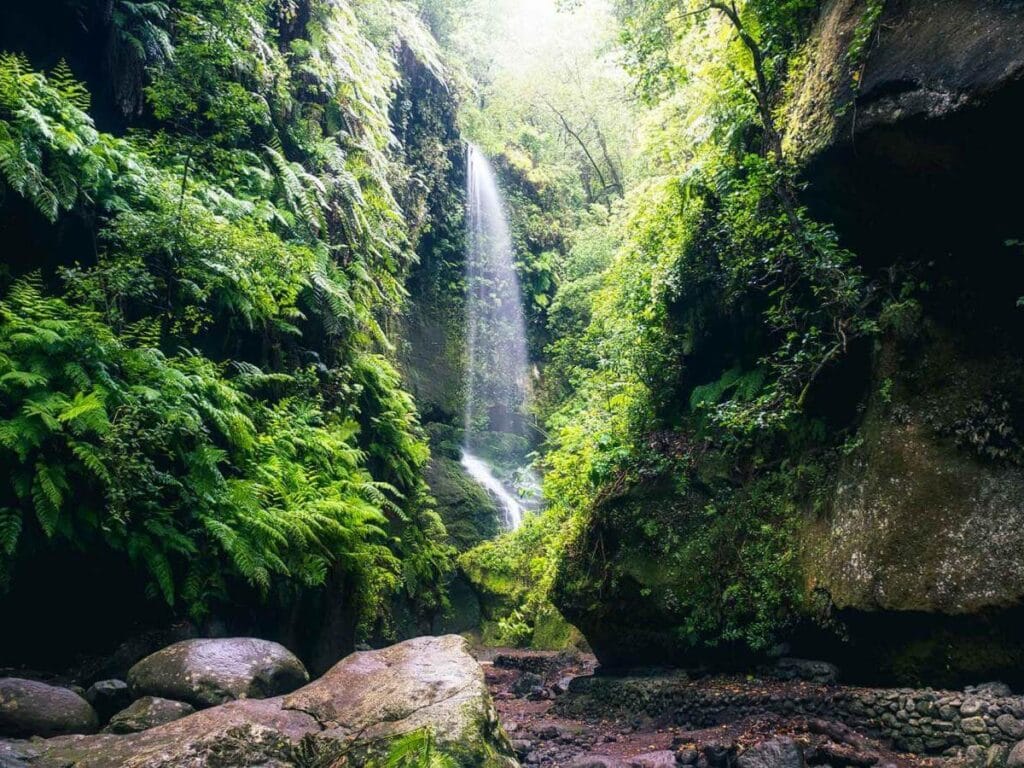 Vista del sendero de los Tilos en La Palma, una de las mejores rutas de la isla