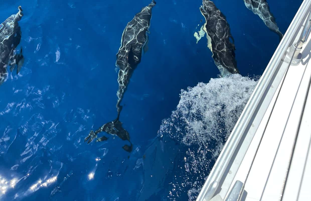 Vista de Morro Jable: Excursión en Velero con Comida y Bebida