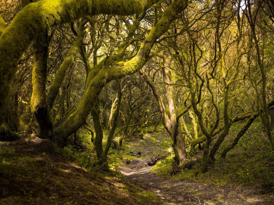 Vista de el Camino de la Llanía, una de las mejores rutas de senderismo en El Hierro