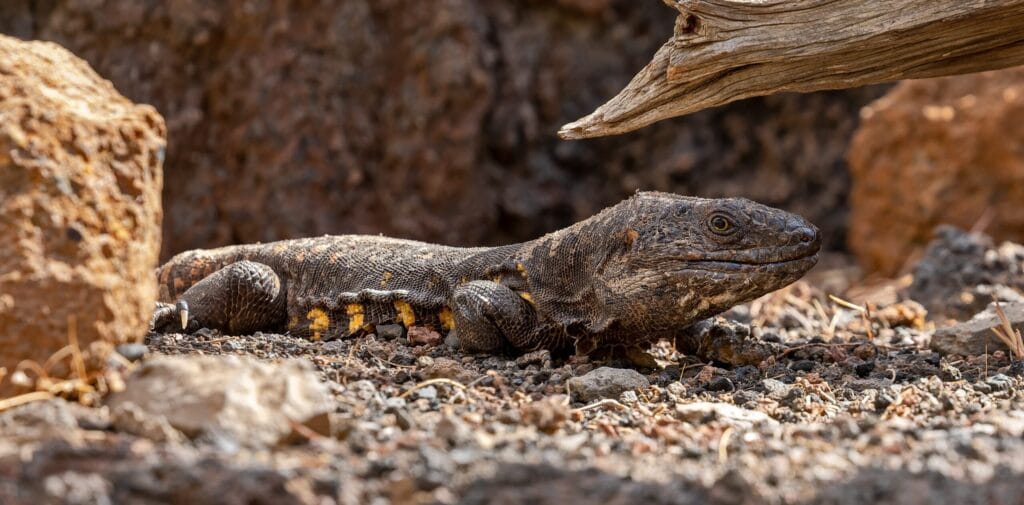 VIsta de El Lagarto Gigante en el Lagartario en la isla de El Hierro