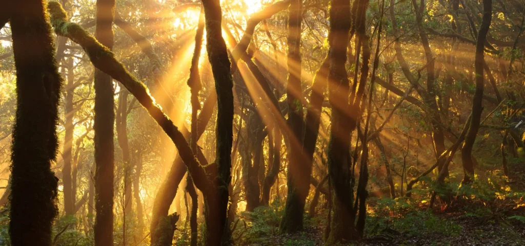 Vista de la luz entre los arboles en un atardecer en La Gomera