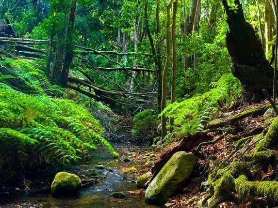 View of the laurel forest of Garajonay