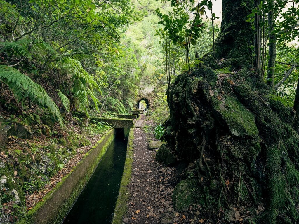 View of the laurel forest of Madeira, very typical of the Macaronesia.